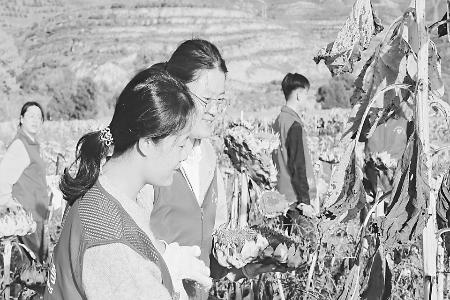 助農(nóng)搶收顯擔當 圖片由團婁煩縣委提供